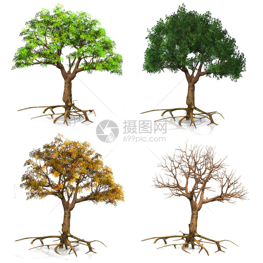 季节树木树叶木头艺术绿色植物叶子季节性白色树干插图图片
