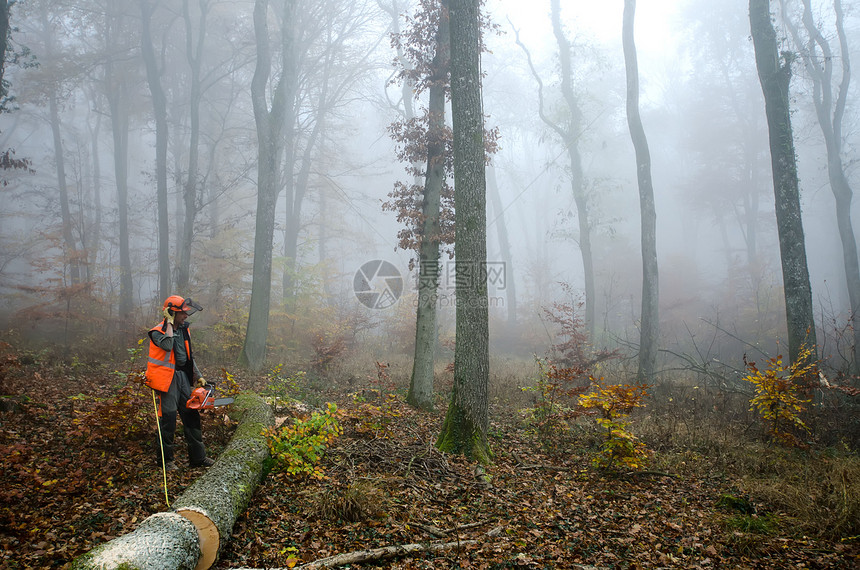 伐木工人和林木安全工具林业树干链锯樵夫成年人工人伐木工工作图片