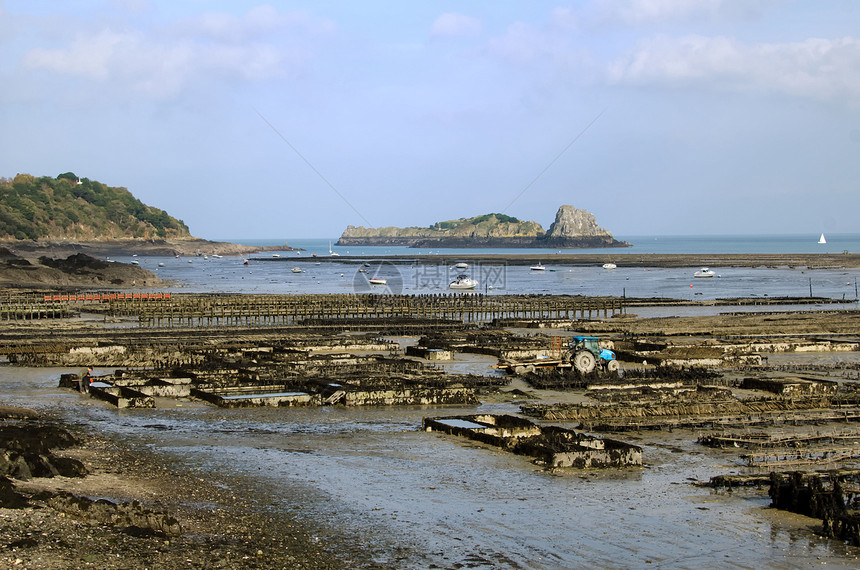 牡蛎农场海鲜文化海岸海洋壳类盐水食物工业美味农业图片