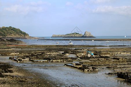 牡蛎农场海鲜文化海岸海洋壳类盐水食物工业美味农业背景图片