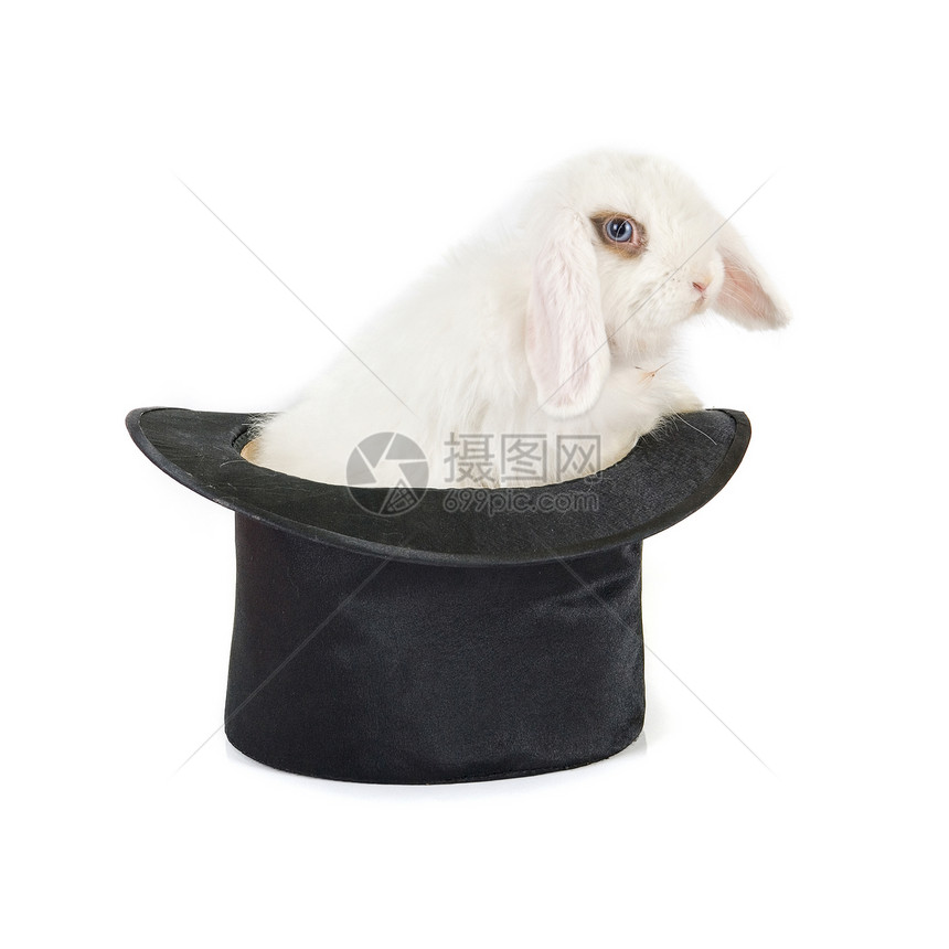 黑帽子兔子羊毛工作室外套展示头发棍棒娱乐耳朵毛皮宠物图片