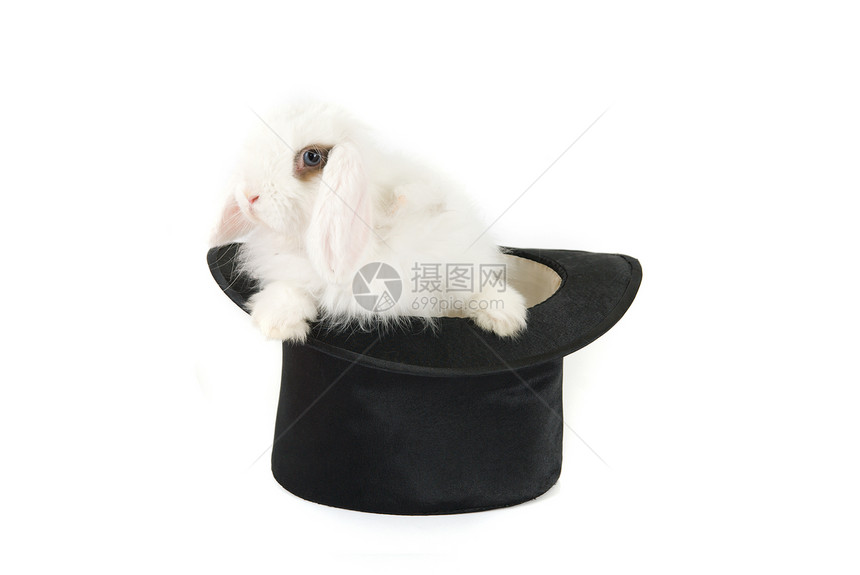 兔子和黑帽子展示纺织品魔法哺乳动物娱乐羊毛耳朵帽子头发宠物图片