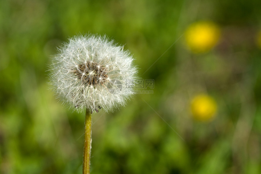 防腐剂脆弱性生活飞行生长种子草本植物植物群季节植物植物学图片