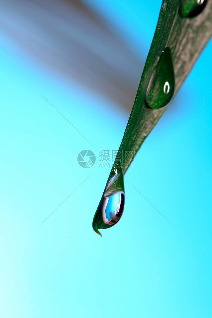 下滴雨滴宏观绿色季节植物图片