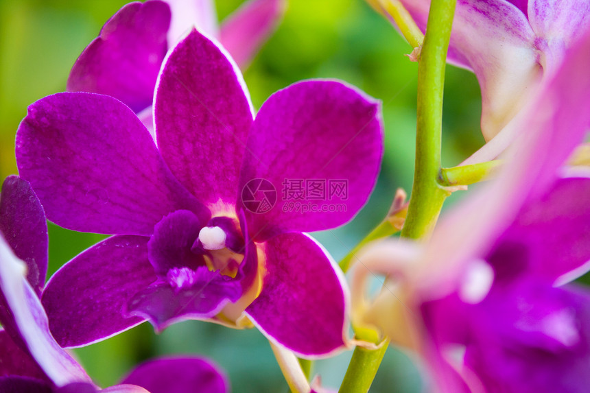 日兰花颜色礼物植物群植物学花瓣橙子花朵晴天场地美丽宏观图片