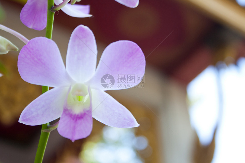 浅蓝兰花植物宏观橙子花园美丽展示叶子礼物植物群晴天图片