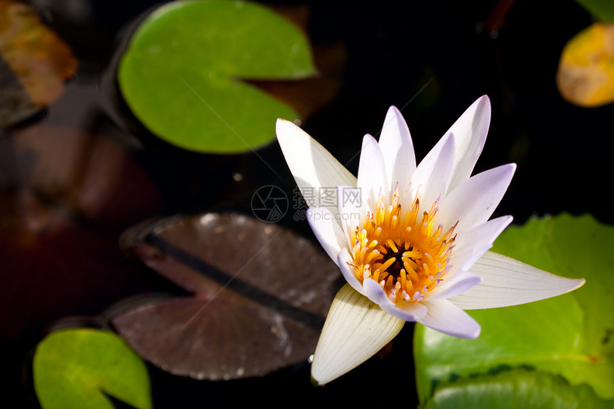 白莲花是独一无二的植物花瓣礼物展示宏观场地晴天园艺花朵叶子图片