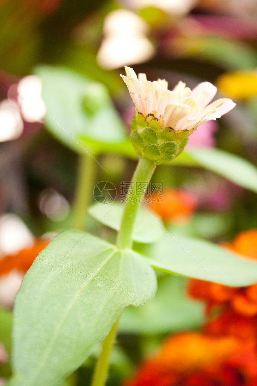 白花就要开花了植物群花瓣花园叶子紫色植物院子场地公园明信片图片