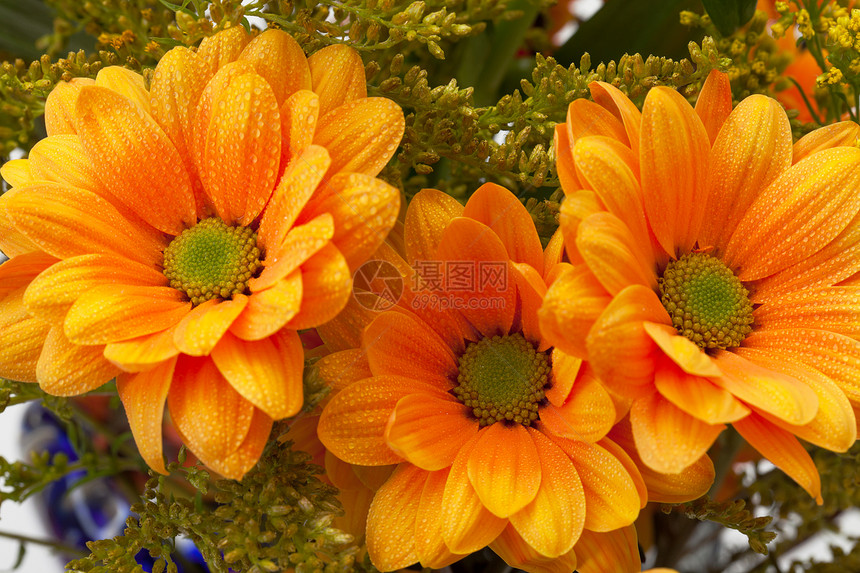 橙菊花花菊花金色植物绿色雏菊活力花瓣橙子花束图片