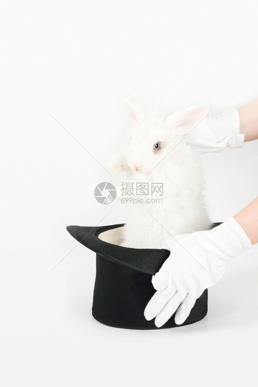 小兔子魔法头发毛皮帽子哺乳动物娱乐羊毛展示男人兔子图片