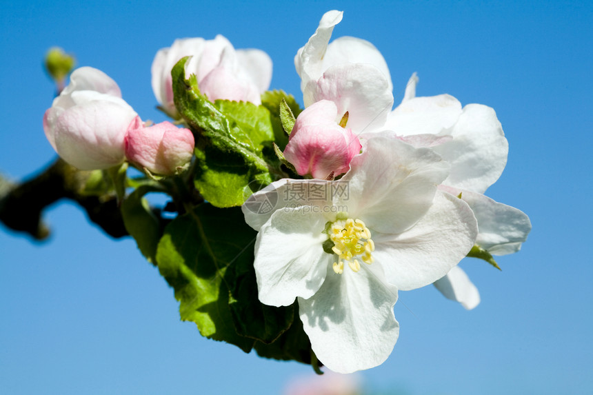 白苹果和粉红苹果花花园生长季节果园枝条植物群植物园艺香气叶子图片