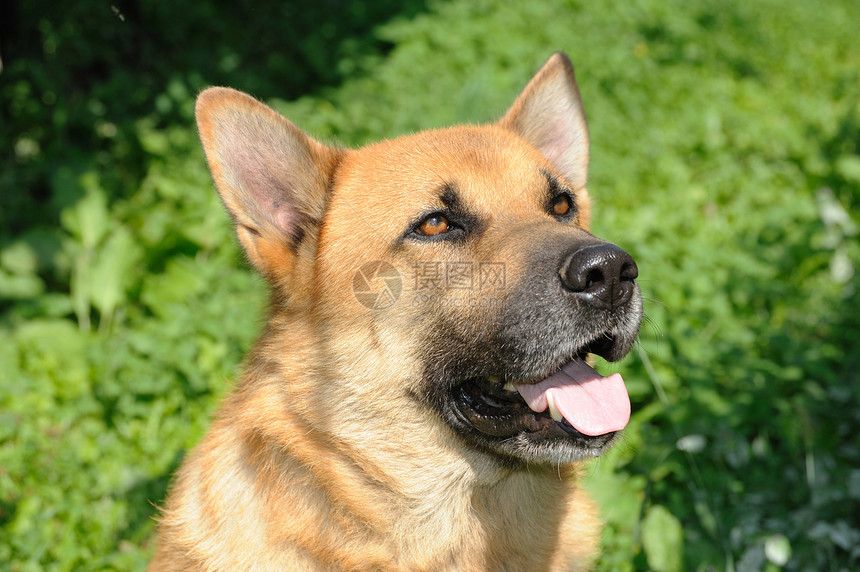 谢泼德人宠物伙伴牧羊人友谊毛皮动物乡村牧羊犬棕色场景图片