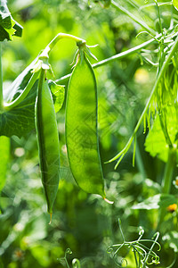 豆果菜园食物叶子绿色蔬菜植物园艺阳光小吃扁豆背景图片