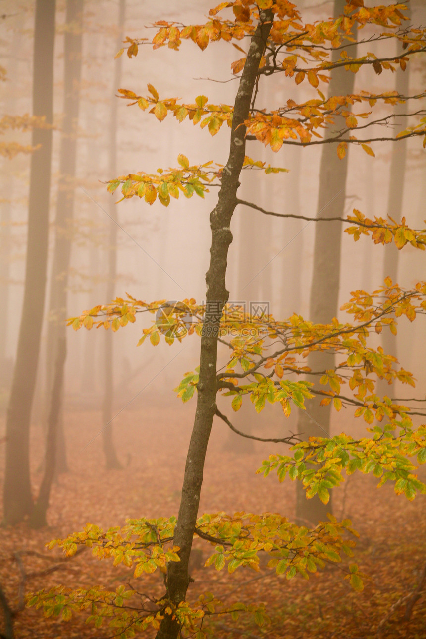 迷雾森林橙子植物公园叶子落叶场景山毛榉薄雾黄色图片