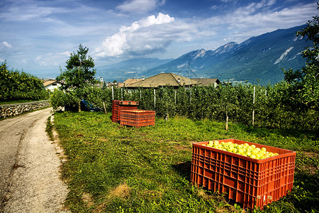 天然食物天空绿色果园盒子黄色农场农业水果高清图片