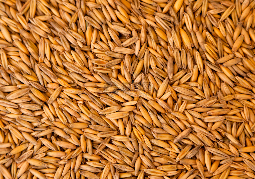 燕麦种子的质图片