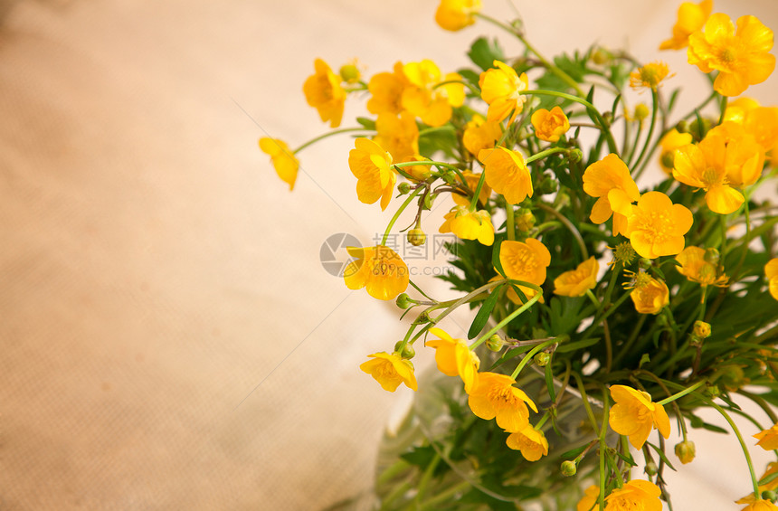 黄黄黄黄果子花 有文字空间野花宏观植物群生长叶子杂草毛茛植物绿色黄色图片