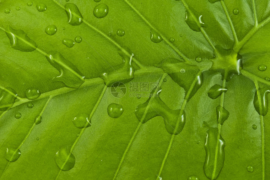 有水滴的绿叶花园草本植物生活生长活力热带绿色植物群床单植物图片