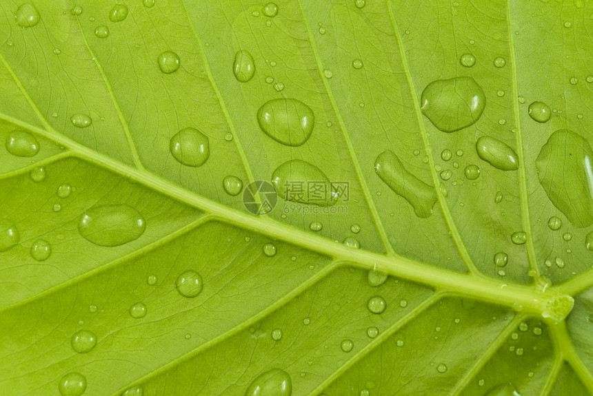 有水滴的绿叶雨滴叶子飞沫白色植物群热带植物绿色静脉花园图片