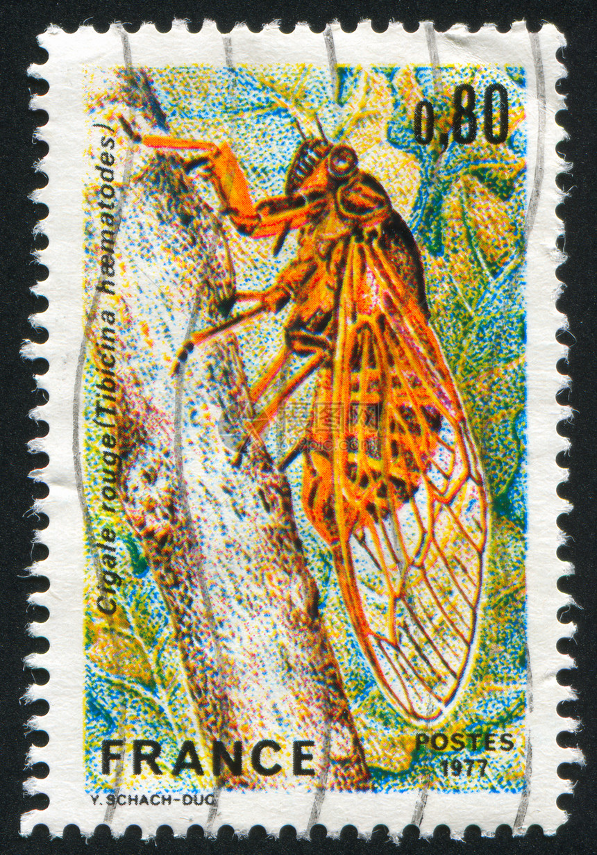 红丙烷( cicada)图片