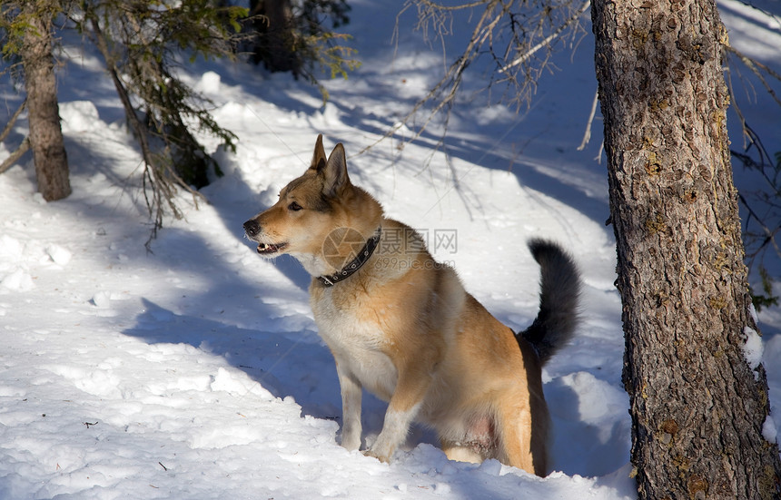 冬季的红猎犬图片