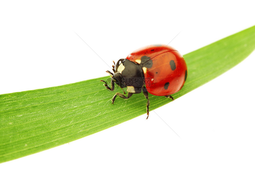 草地上的虫积分昆虫甲虫生物学季节花园女士叶子植物群瓢虫图片