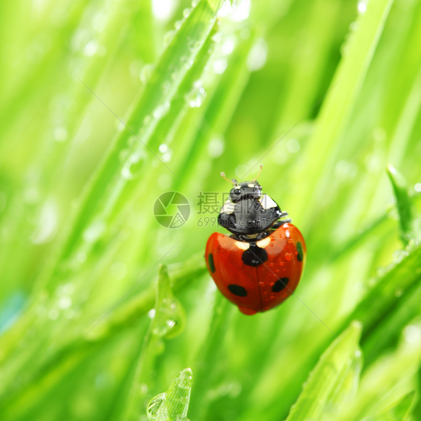 草地上的虫积分生态环境阳光宏观野生动物甲虫瓢虫女士动物图片