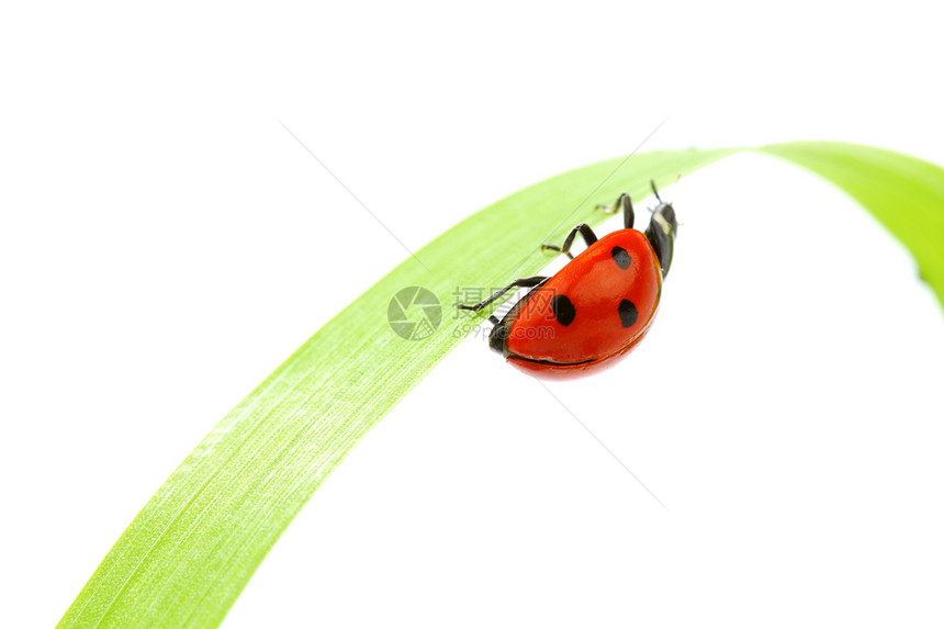 草地上的虫甲虫生物学花园积分植物学阳光季节生态叶子动物图片