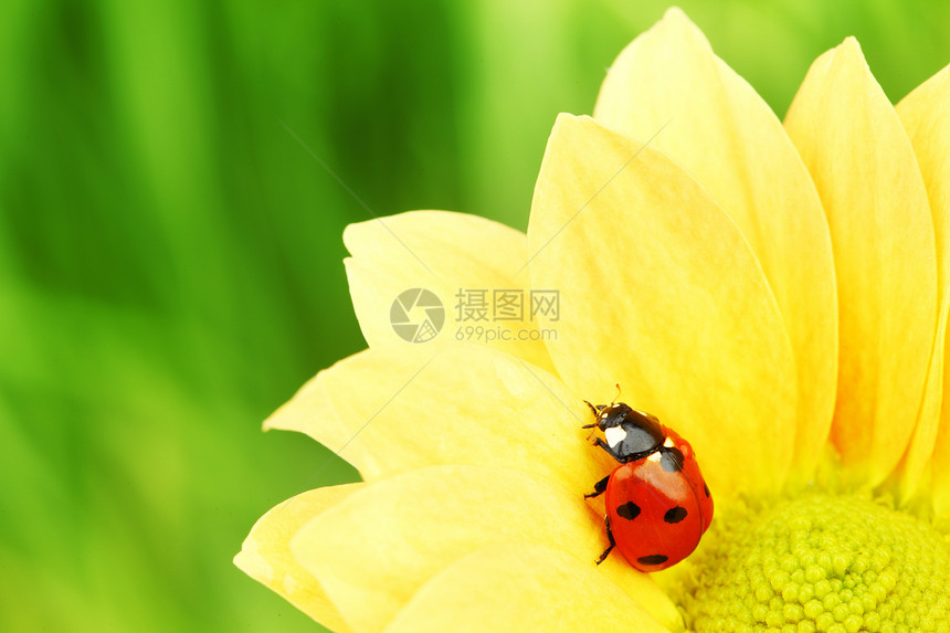 黄色花朵上的拖拉器环境叶子花瓣宏观生物学生态阳光蓝色植物学甲虫图片