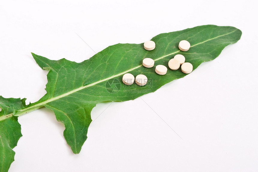 草药叶子卫生药品药片保健医疗绿色草本白色草本植物图片