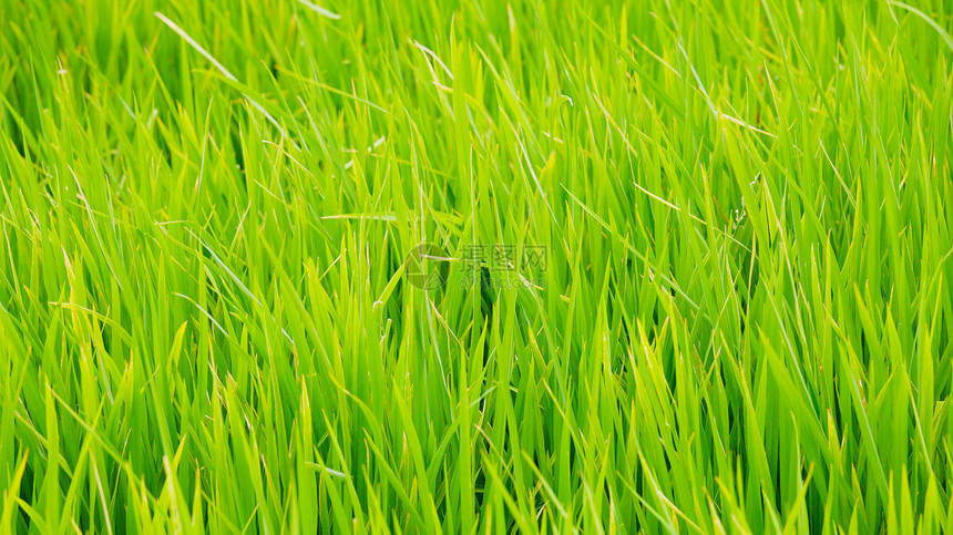 绿草背景纹理直线环境运动绿色植物生长公园场地足球植物群院子地面图片