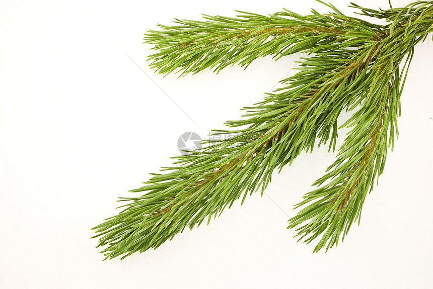 松枝分支松树针叶树绿色季节松果云杉锥体白色图片