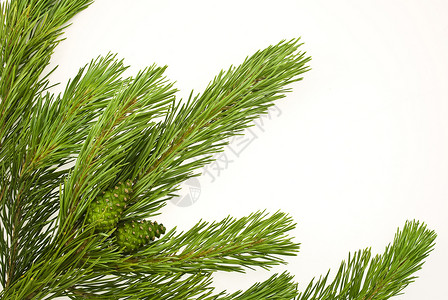 松枝分支云杉白色松果松树季节绿色锥体针叶树背景图片