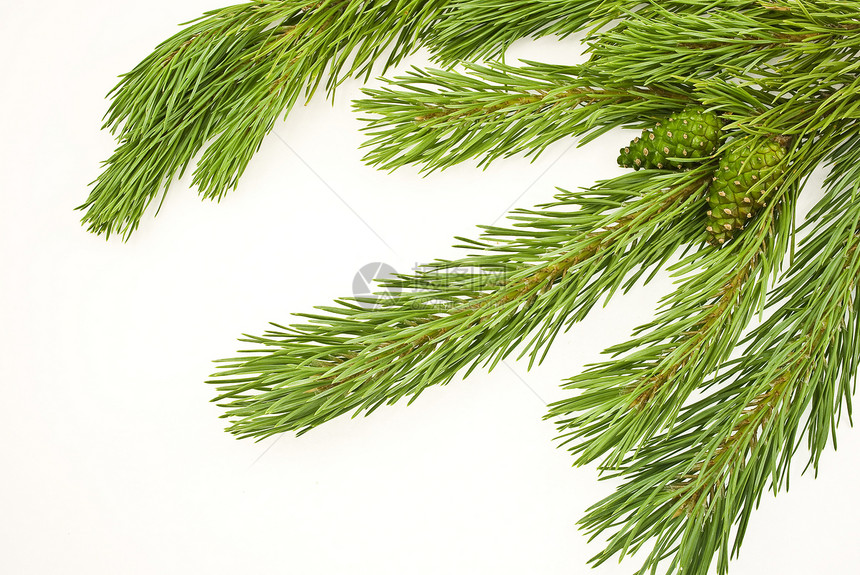 松枝分支绿色云杉白色松树针叶树松果季节锥体图片