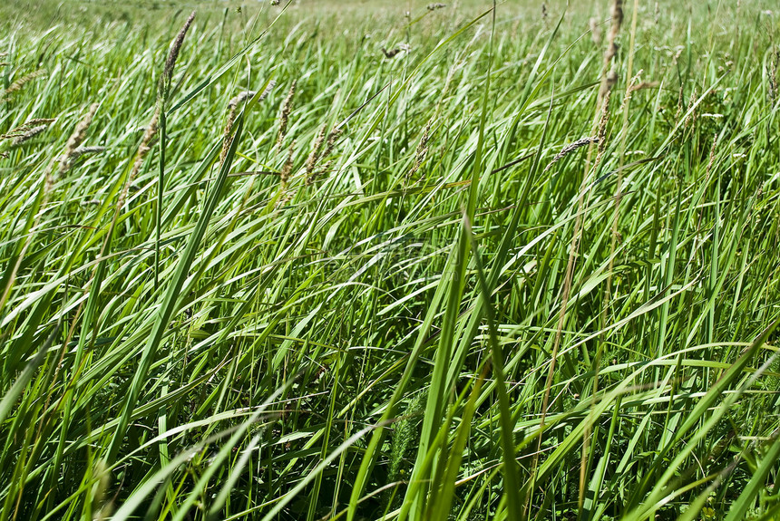 绿草背景草地生长绿色植物草皮院子图片
