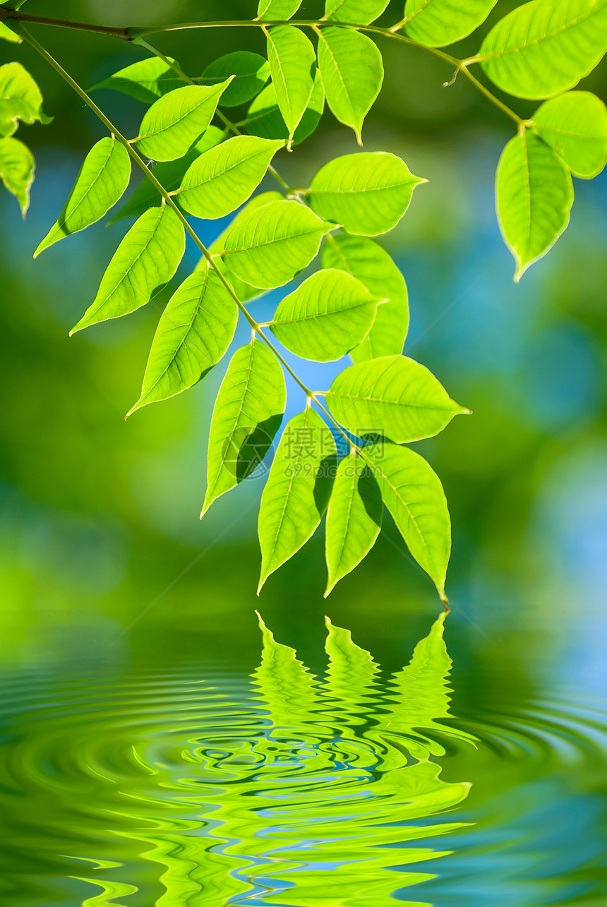 绿叶在水中晴天植物环境森林宏观天空分支机构树叶树木生活图片