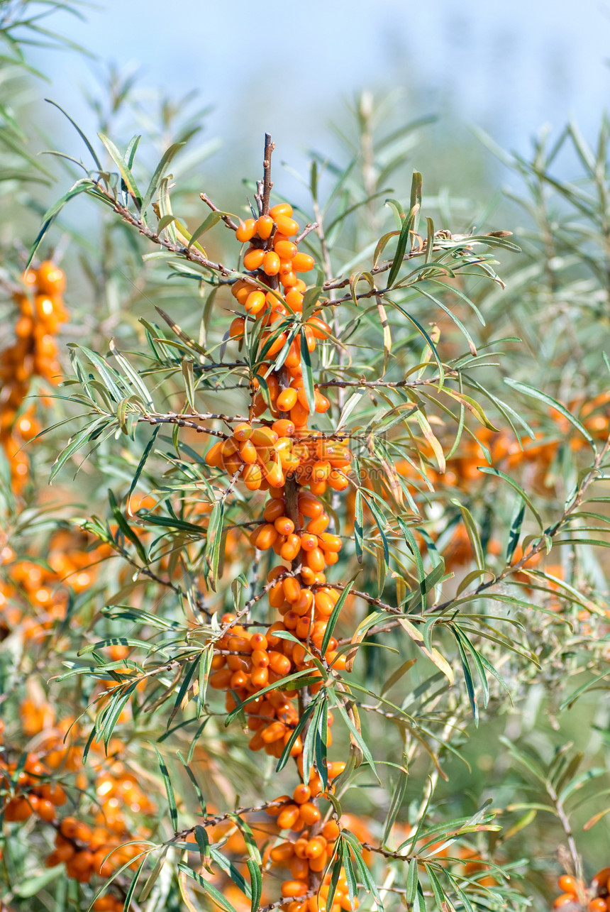 海角季节药品养分沙棘花园橙子浆果衬套阳光植物图片