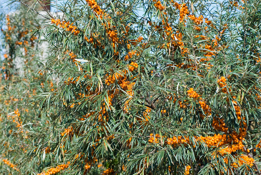 海角浆果季节养分植物药品水果叶子橙子鼠李衬套图片