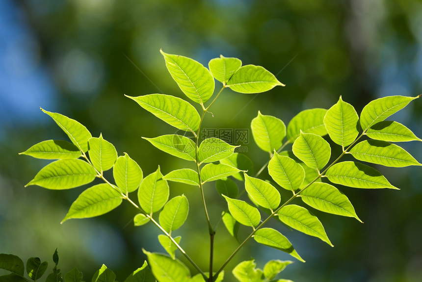 绿叶季节宏观花园天空树木生长美丽太阳射线植物学图片
