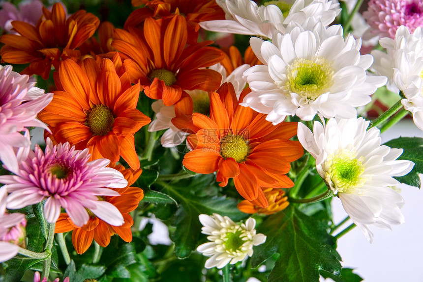 菊花场地边界花朵宏观花瓣植物群花束橙子园艺叶子图片