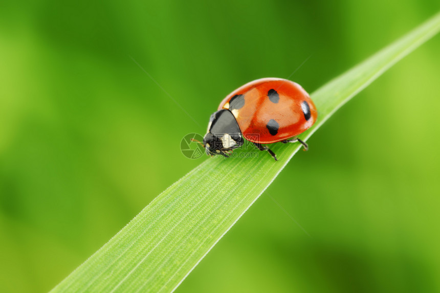 草地上的虫漏洞场地花园叶子生物学植物群生态植物宏观昆虫图片