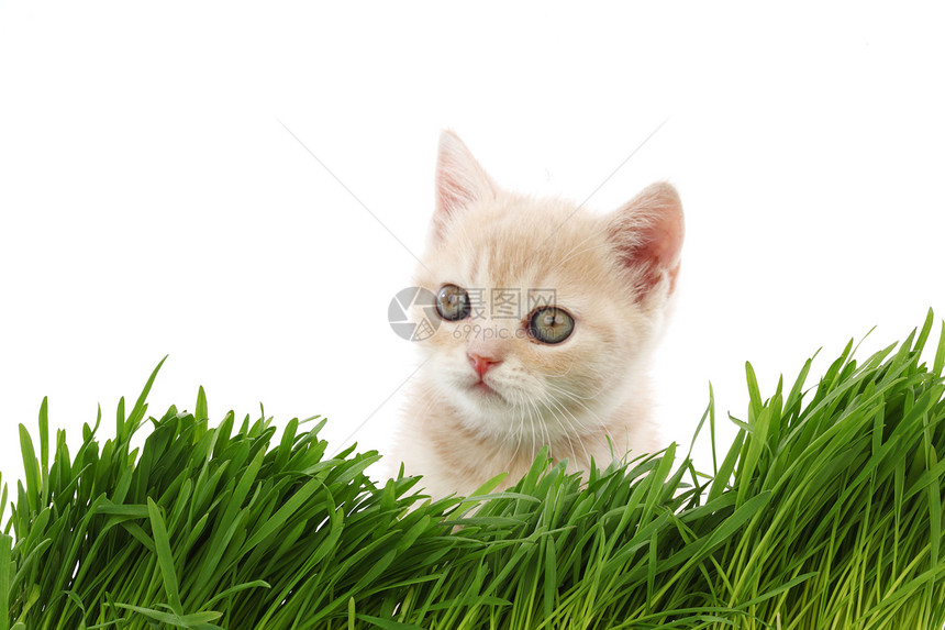草地后面的猫小猫眼睛动物农场宠物草本植物场地环境生长头发图片