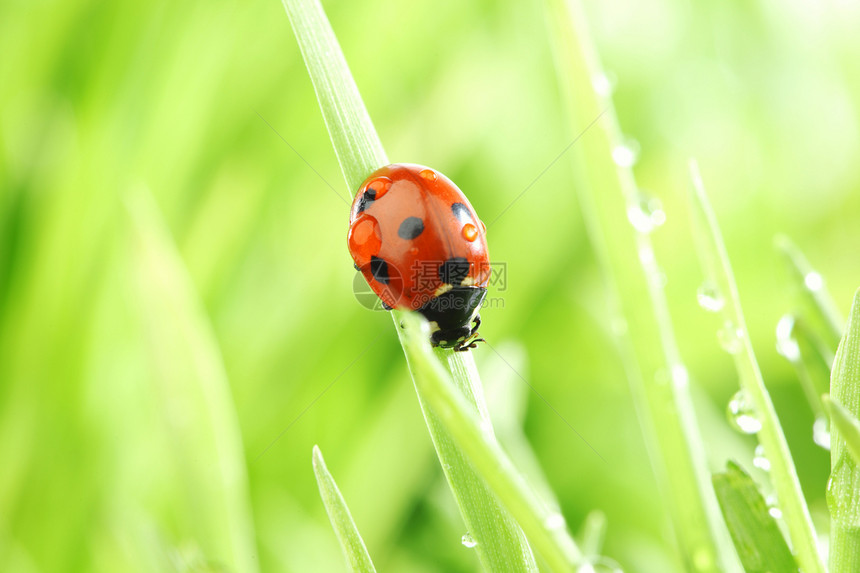 草地上的虫生长阳光昆虫环境植物雨滴宏观野生动物液体生活图片