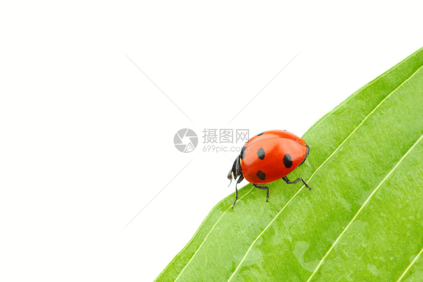 树叶上的中拉虫生物学积分宏观动物环境植物群植物甲虫草地漏洞图片