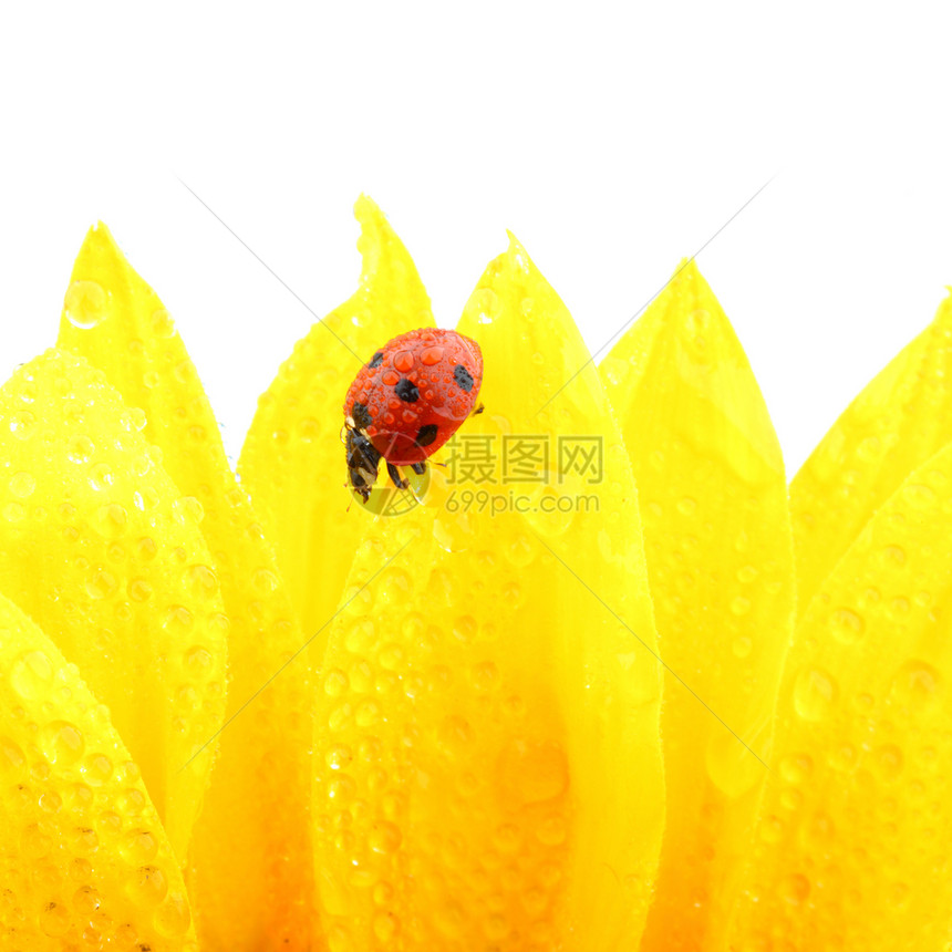 向日葵上拉虫甲虫植物环境昆虫太阳草地花瓣季节橙子生物学图片