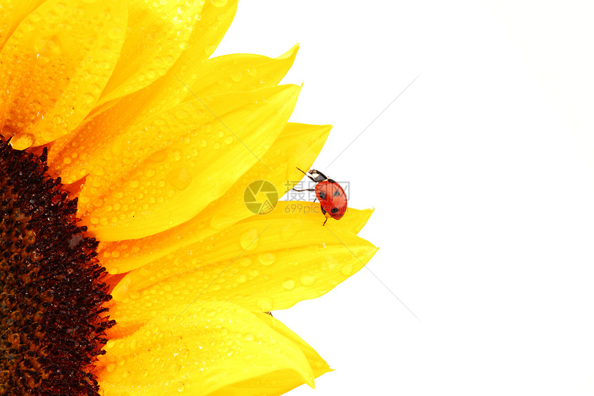向日葵上拉虫晴天草地园艺太阳环境甲虫植物群场地花粉植物图片