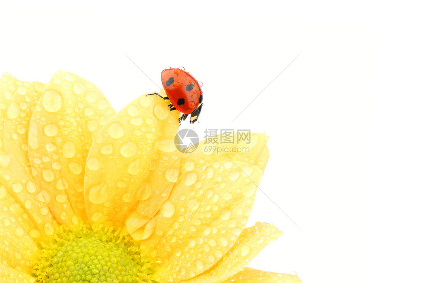 黄色花朵上的拖拉器橙子植物学甲虫园艺季节场地花园阳光昆虫太阳图片