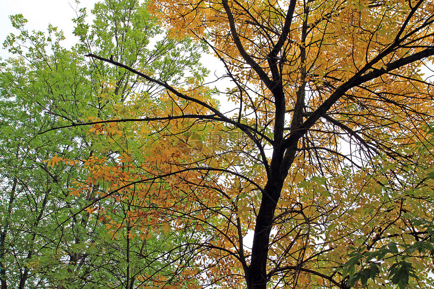 橡树的分支绿色环境森林宏观反射橡木皮层树叶分支机构树木图片