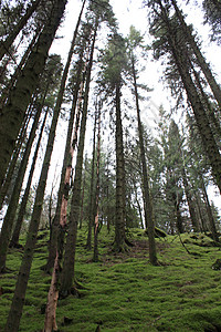 树条线绿色木头荒野背景图片
