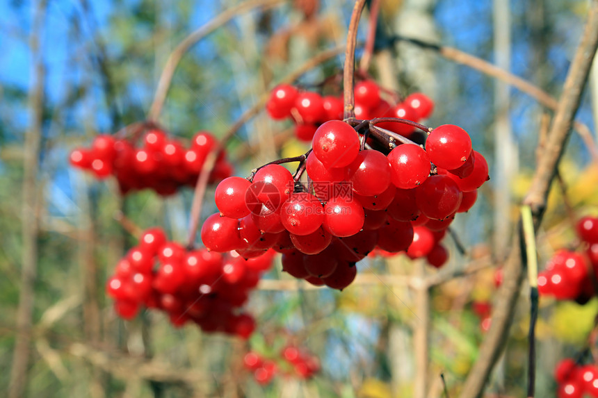 树枝上草本的红色红莓图片